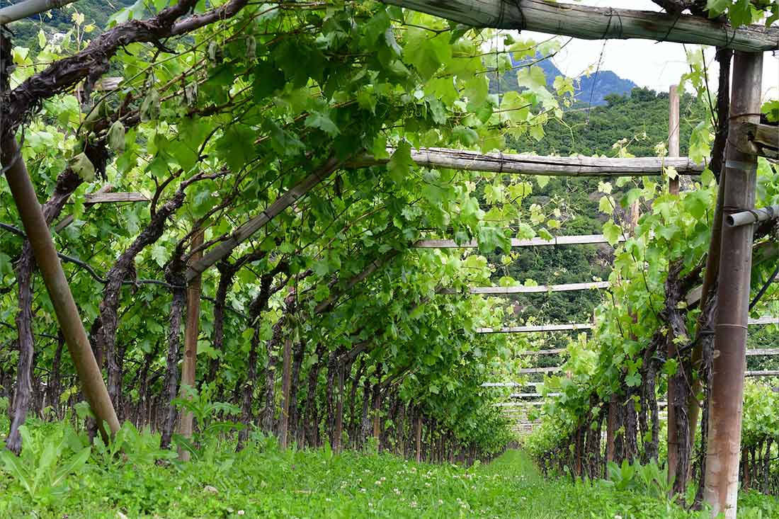 Weinberge in Südtirol.